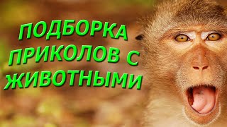 Подборка приколов с животными. Жесть, ржач, позитив #1. Подборка приколов с животными. Жесть, ржач, позитив #1.
