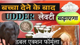 बच्चा देने के बाद Udder लेवटी बढ़ाएगा डबल एक्शन फॉर्मूला Buffalo Cow Ki Levti Kaise Badhaye