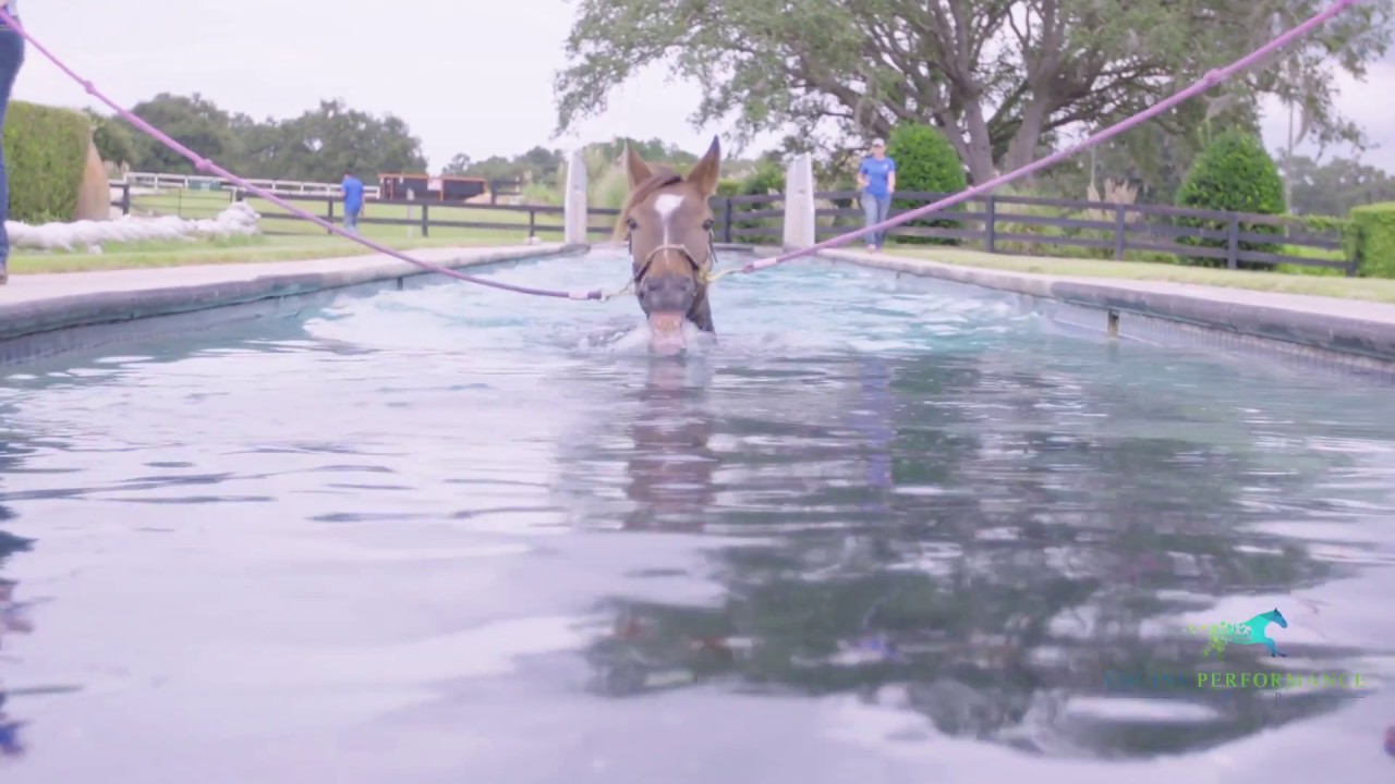 Horse swimming at Equine Performance Center YouTube