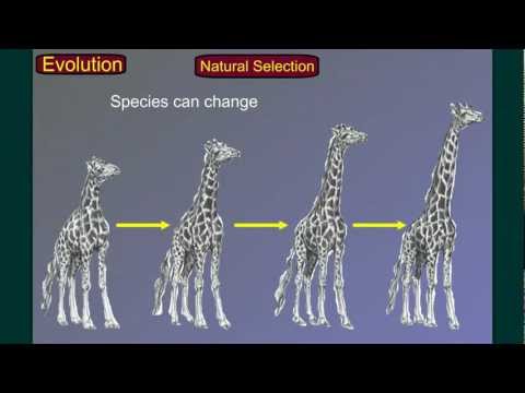 Evolution Part 3: