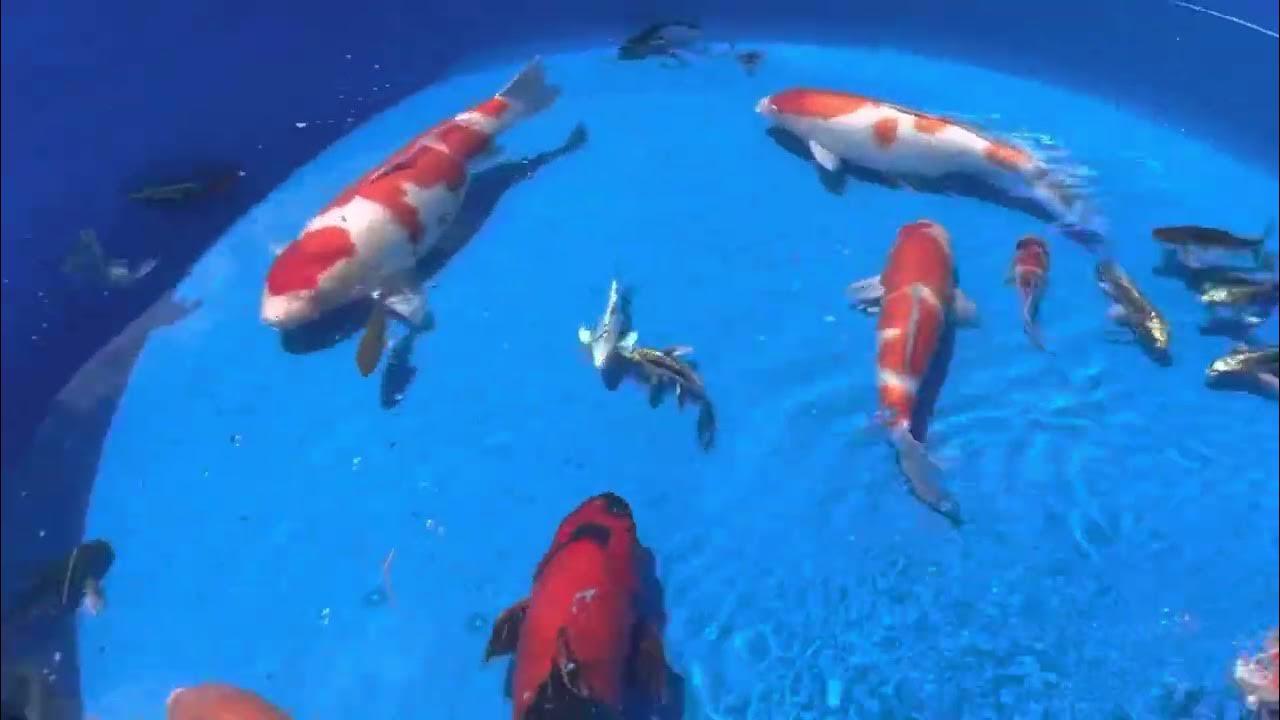 Some great looking fish due to be auction off at the Louisville koi