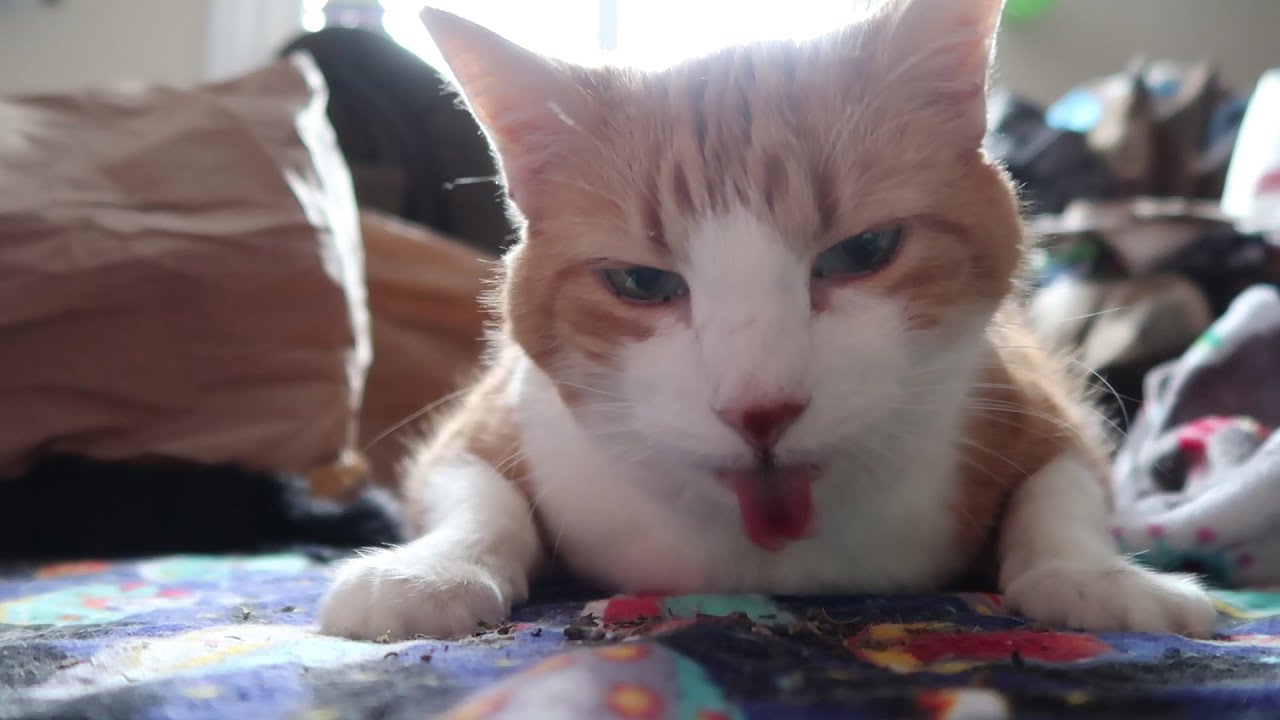 Cat Eats Catnip YouTube Cat Eats Catnip YouTube
