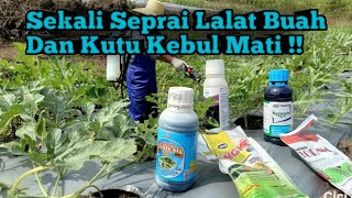 Effective Ways to Control Fruit Flies, Whiteflies, and Aphids