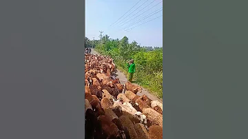 🐑🐑🐐🐐பேருந்து பயணம் போகும் போது 🐑🐐🐐