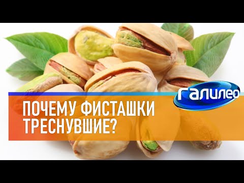 Галилео 🌰 Почему фисташки треснувшие?