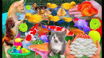Vịt Mèo - Bắt Các Con Vật Dễ Thương, Cua, Rùa, Con Thỏ, Cá Chép, Koi / Cute Animals / Fishing