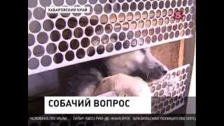 Собачий вопрос в Комсомольске-на-Амуре