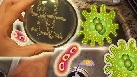 Amazing Microscopic World! Common Objects Under The Microscope || HOME EXPERIMENTS