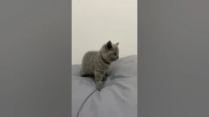 Watch the video about Cutie Lil british short hair #cat #kitten