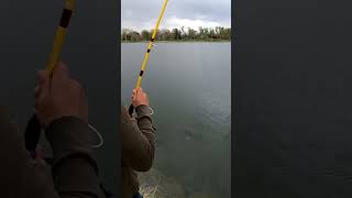 Tug Of War With A Hungry Bird:Cormorant Tries 2 Steal Fish From Fisherman: #fishing #denver #shorts
