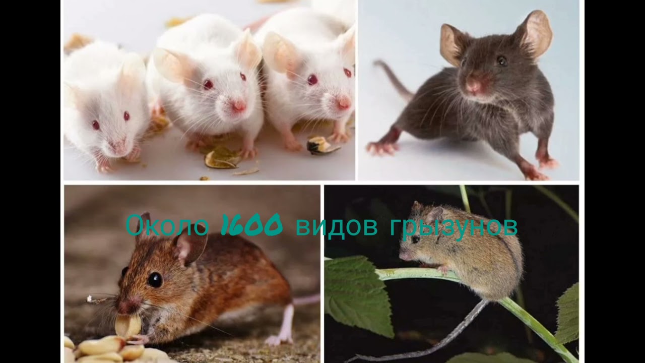 Какие типы мышей. Декоративные мыши. Разновидности мышей. Домашние Грызуны названия. Подвиды мышей.