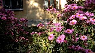БАБОЧКИ ЦВЕТЫ ОСЕНЬ BUTTERFLY FLOWERS AUTUMN БАБОЧКИ ЦВЕТЫ ОСЕНЬ BUTTERFLY FLOWERS AUTUMN