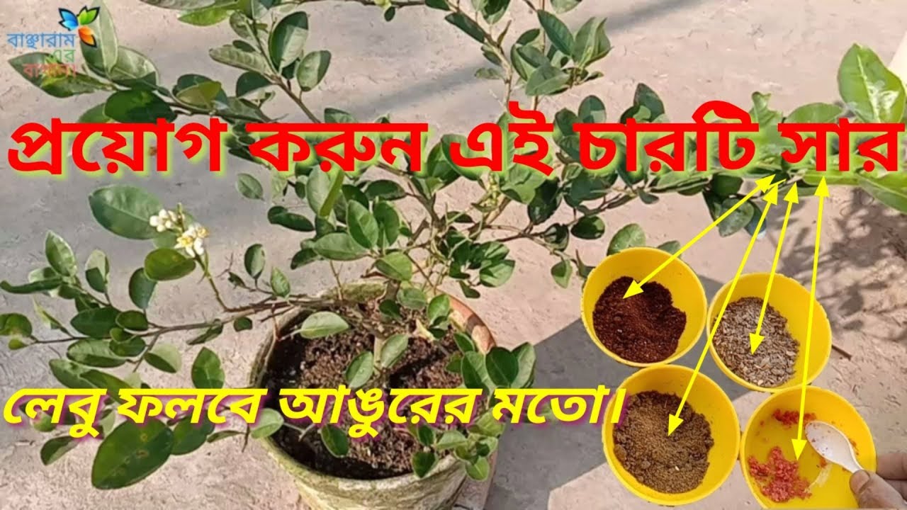 video বারোমাসি লেবু