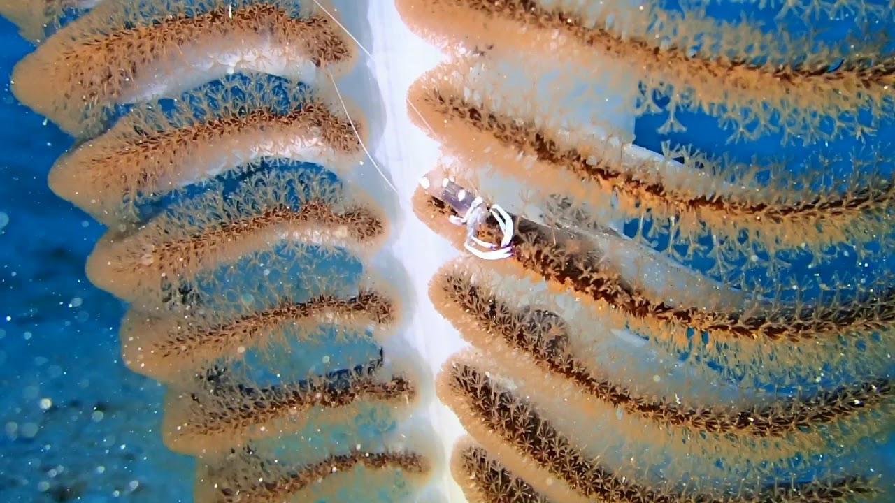 まるでコサックダンス？オドリカクレエビ 石垣島ダイブハウスクローバー 2018.11.2 camera iphone 8 plus apk