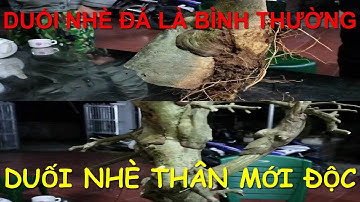 Phôi Duối nhè đá, nhè thân của anh Nguyễn Văn Hưu CLB Hoa, Quả, Cảnh Nhập Thành.