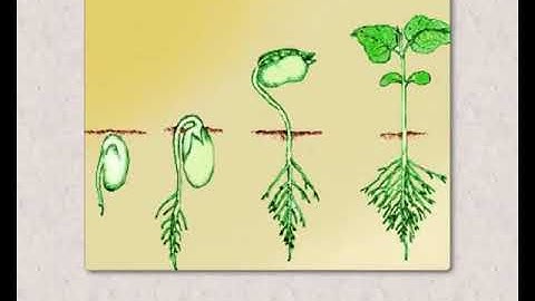 Parts of Plants and Their Structure  : SundaramEclass Science concepts (5-6 grade)