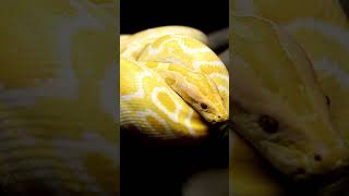 Sonidos de SERPIENTE | Aprende los sonidos de los animales #14 #animales #shorts #serpientes
