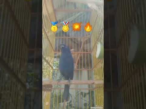 💥AZULÃO🔥MAGNÍFICO CANTANDO.🔥💨#shorts