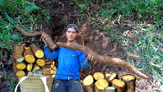 Harvest the giant tubers and boil them to eat with your family -Khoa Rua building new life.