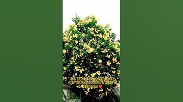 CÂY RỪNG ĐỘC LẠ NHIỀU HOA TUYỆT ĐẸP TRÊN TÂY NGUYÊN HÙNG VĨ VIỆT NAM