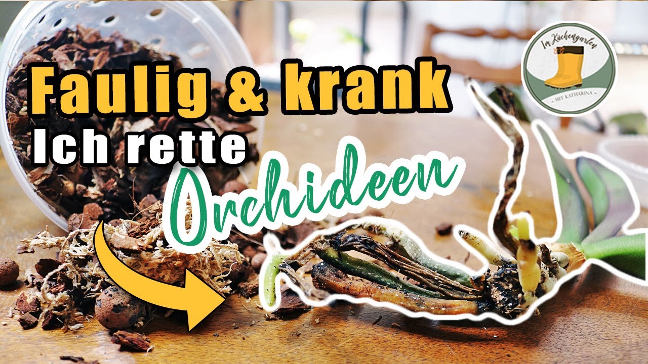 🚨 Hilfe, meine Orchidee 🌺 hat Wurzelfäule und schrumplige Blätter. Was tun?  #phalaenopsis