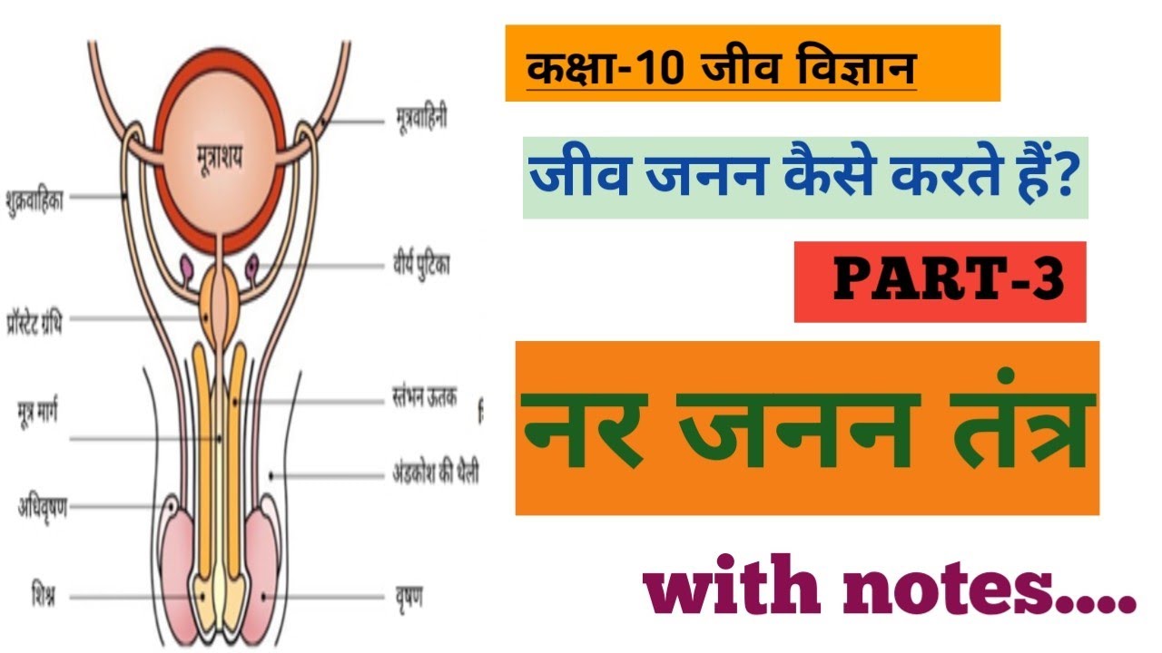 Nar Reproduction मात्र 12 मिनट में नर जनन तंत्र।nar janan tantra। Nar Janan tantra class ...