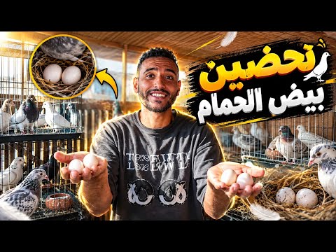 الحمام باض وحضنت كل البيض تحت حمام تاني 😱ازي كده