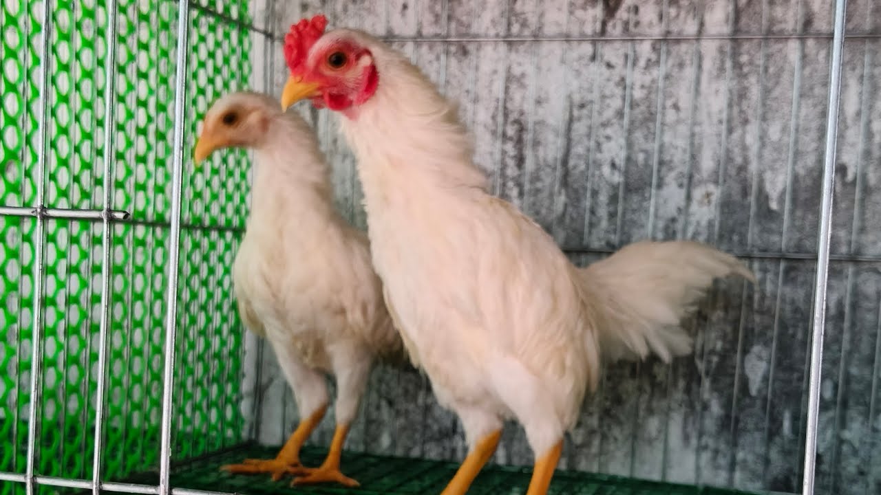 07/07/2025/gà cảnh đủ loại DT 0888464988