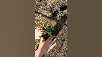 How to make more roots on your tomato plants! #shorts #craigandkylasgarden #garden #tomatoes