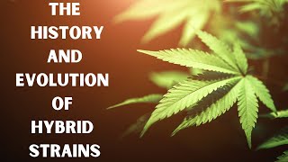 From Chem dawg to Wedding Cake: The History and Evolution of Hybrid Strains