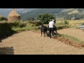 Nepali farmer ploughing