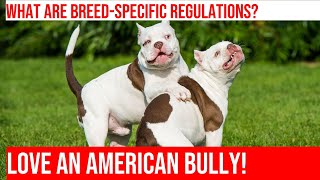 American Bullies: Breed-Specific Regulations Explained
