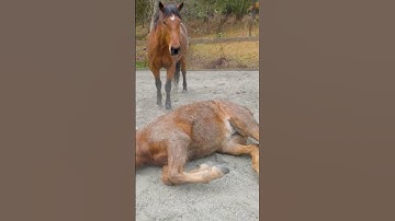 She Kicked Him In The Face! #shorts #horses #mustang