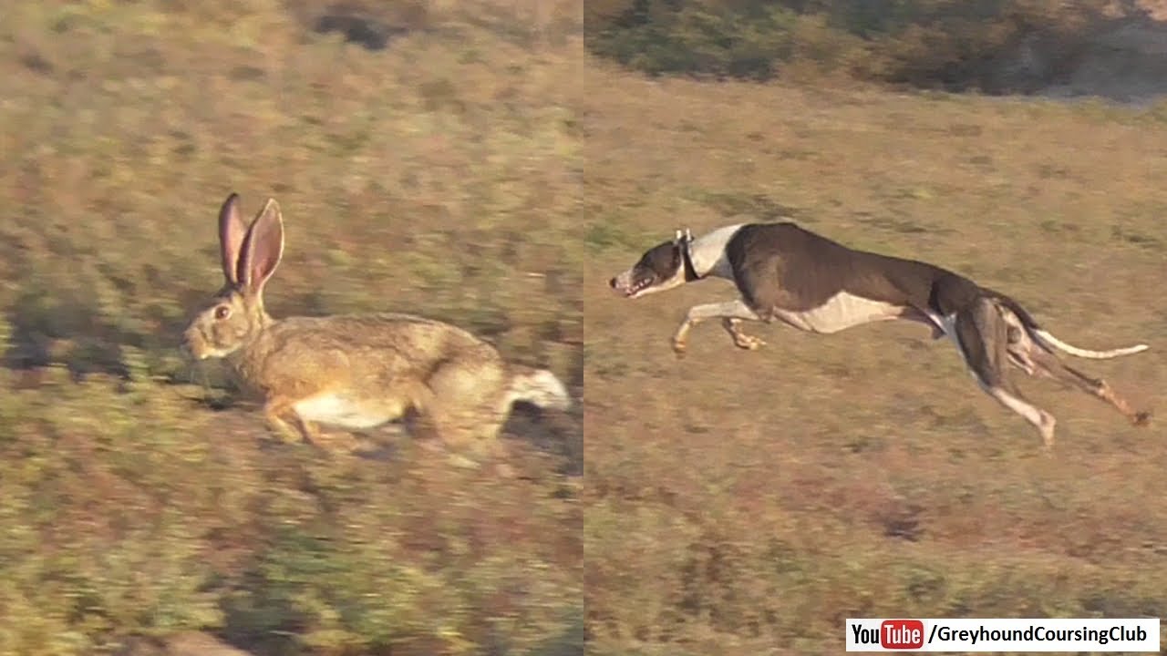 Охота на кроликов в Пакистане | Охота с собаками против зайцев