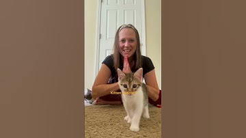 Stray Cat Breaks Into Woman