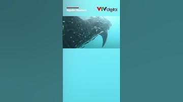 Cận cảnh quá trình giải cứu cá mập voi mắc lưới | VTV24 #shorts