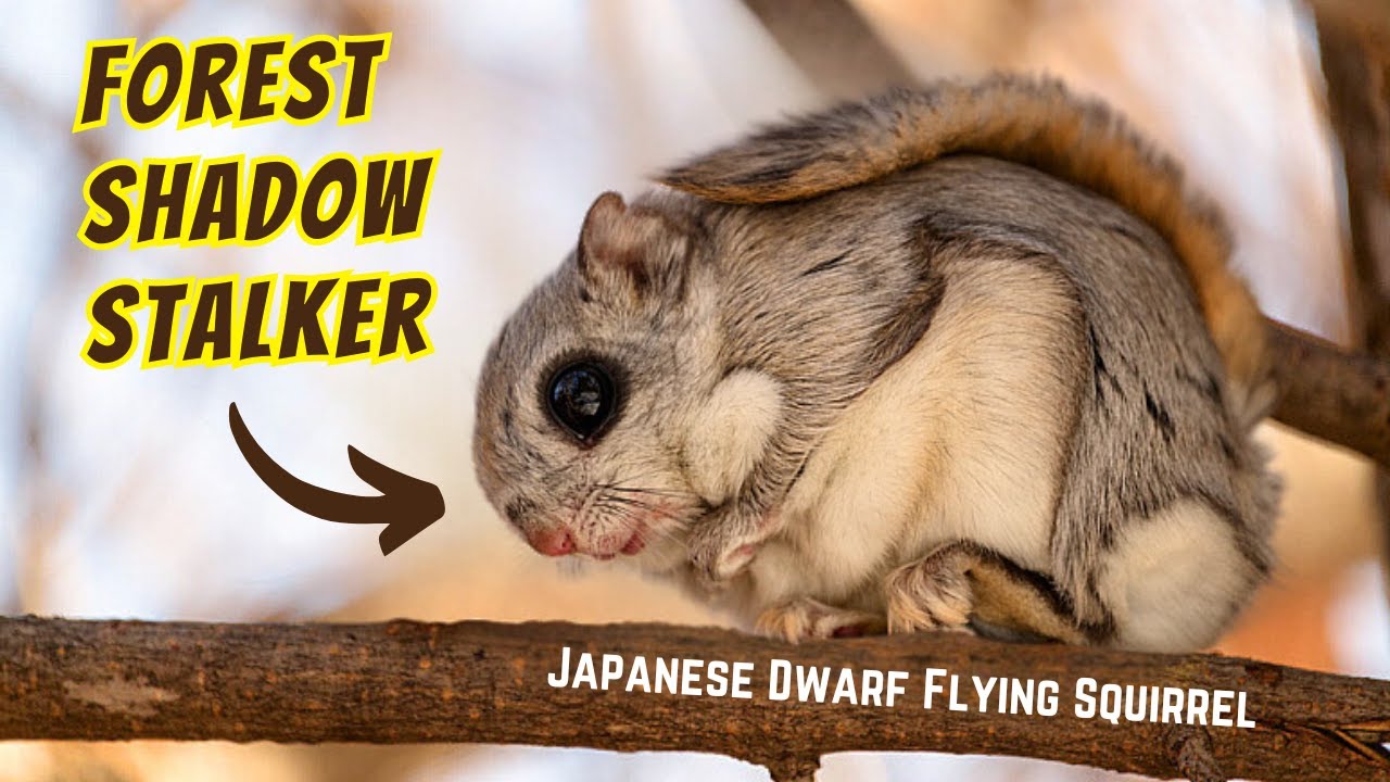 Japanese Dwarf Flying Squirrel is the CUTEST Creature EVER!