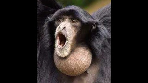Siamang Gibbon Howl 🐵 🔊