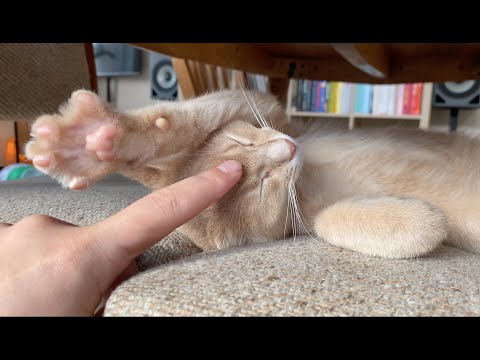 Happy paws activated