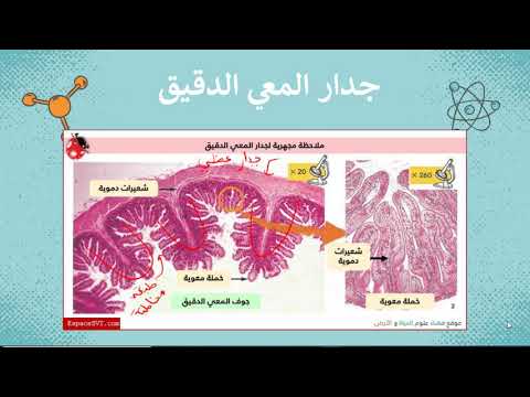 الامتصاص المعوي 9 أساسي