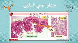 الامتصاص المعوي 9 أساسي