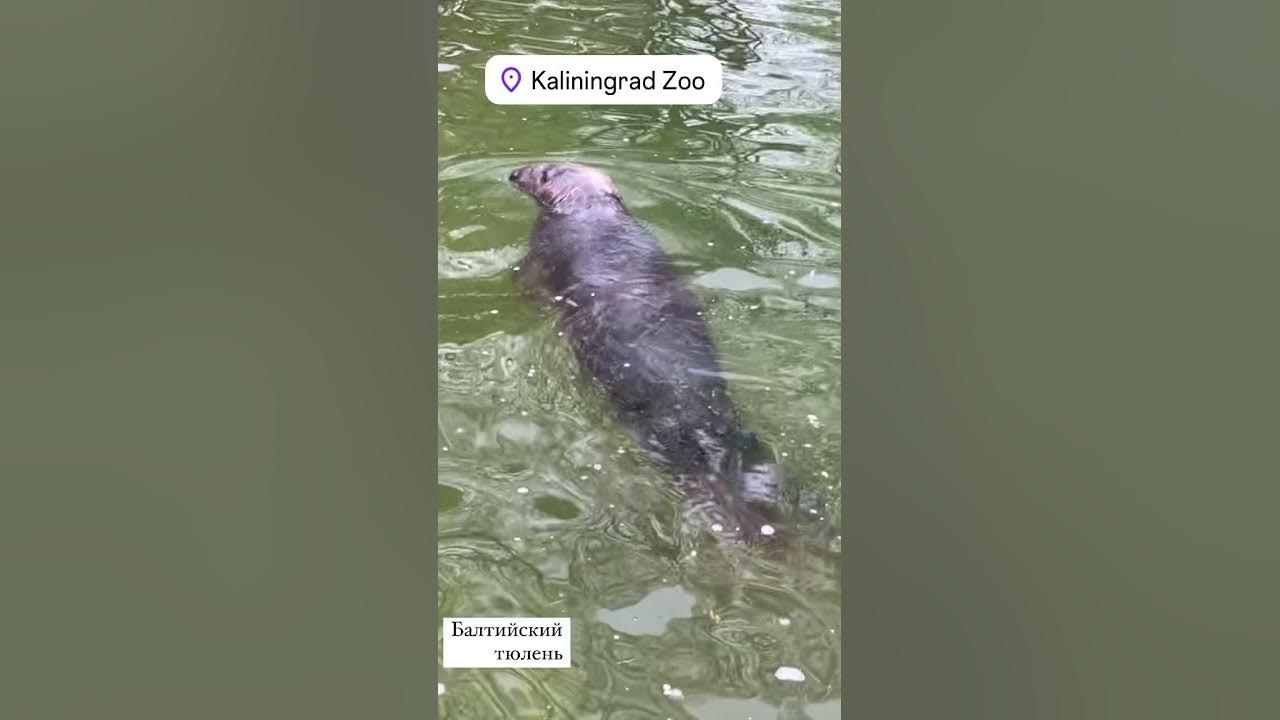 Калининградский зоопарк,Балтийский тюлень принимает водные процедуры😊👍🏻 ...