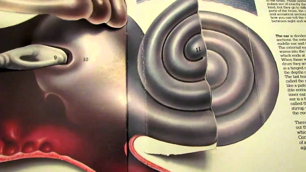 Ear Safety Tips to Avoid Tinnitus ("Ringing in the Ears") YouTube