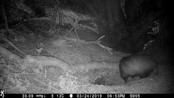 Badger security checks - listening, sniffing...