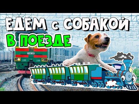 Как перевозить собак в поезде