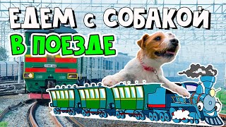 Как перевезти собаку в поезде: правила и "сюрпризы" в дороге Как перевезти собаку в поезде: правила и "сюрпризы" в дороге