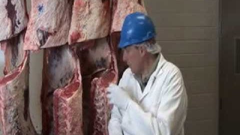 Beef Quality and Yield Grading: Introduction