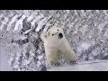 PBI Explore - Curious young Polar bear checking Tundra buggy One.