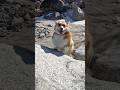 岩に前足をかけに行ったコーギー / The Corgi went and put her front paws on the rock. #コーギー #corgi