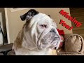 Reuben the Bulldog: A Message For Rachel